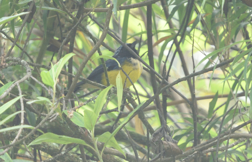 Buff-banded Mountain Tanager (Dubusia taeniata), photo 4