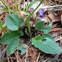 Viola sagittata