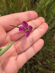 Clarkia purpurea