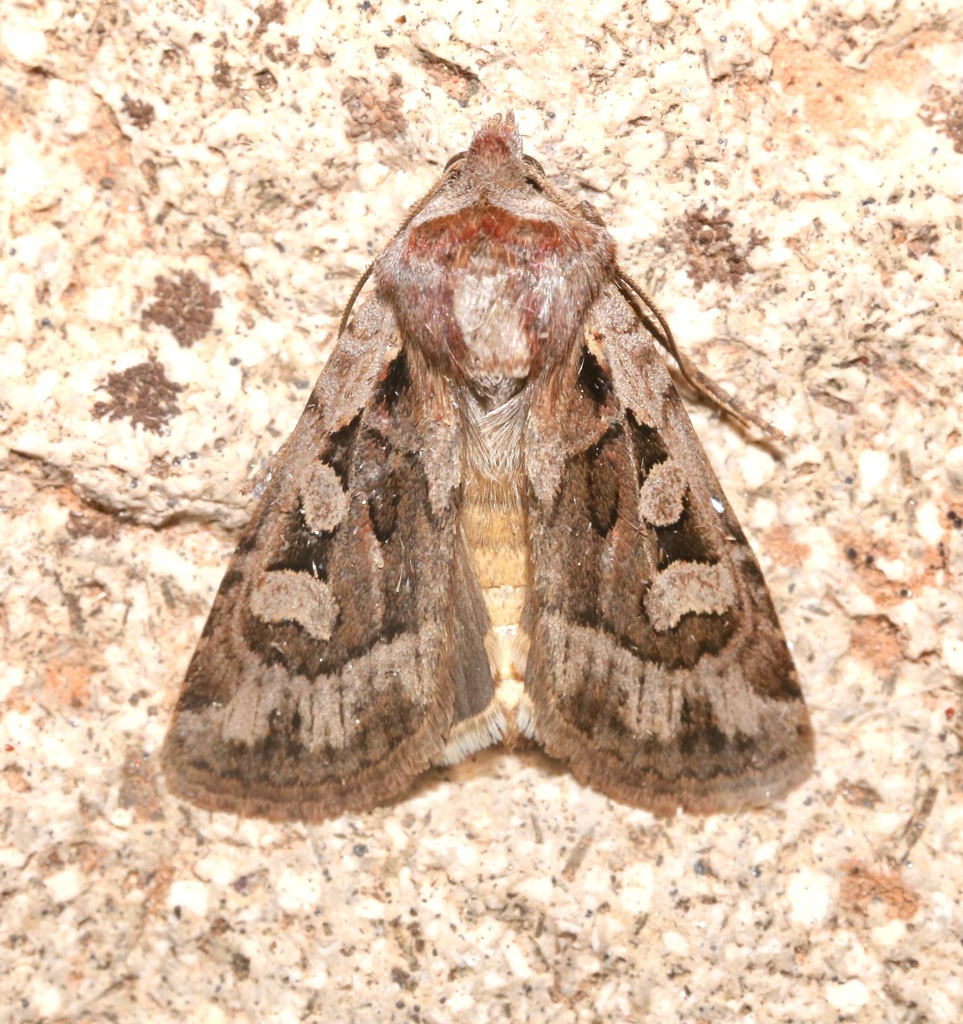 Euxoa auripennis