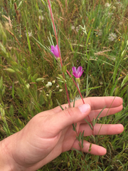 Clarkia purpurea