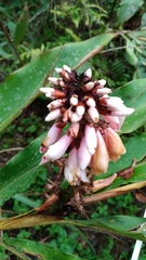 Alpinia shimadae