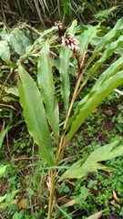 Alpinia shimadae