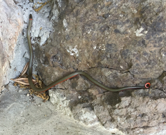 Diadophis punctatus vandenburgii