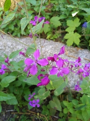 Lunaria annua