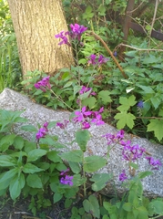Lunaria annua