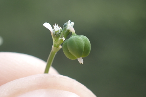Euphorbia graminea observed 2024-02-19