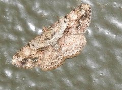 Psilalcis galsworthyi