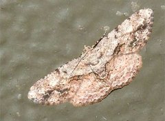 Psilalcis galsworthyi