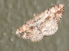 Psilalcis galsworthyi