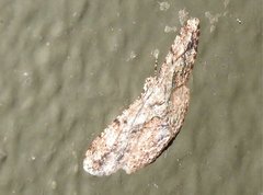 Psilalcis galsworthyi