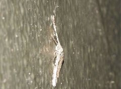 Psilalcis galsworthyi