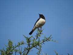 Oenanthe cypriaca