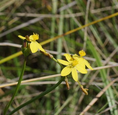 Tricoryne