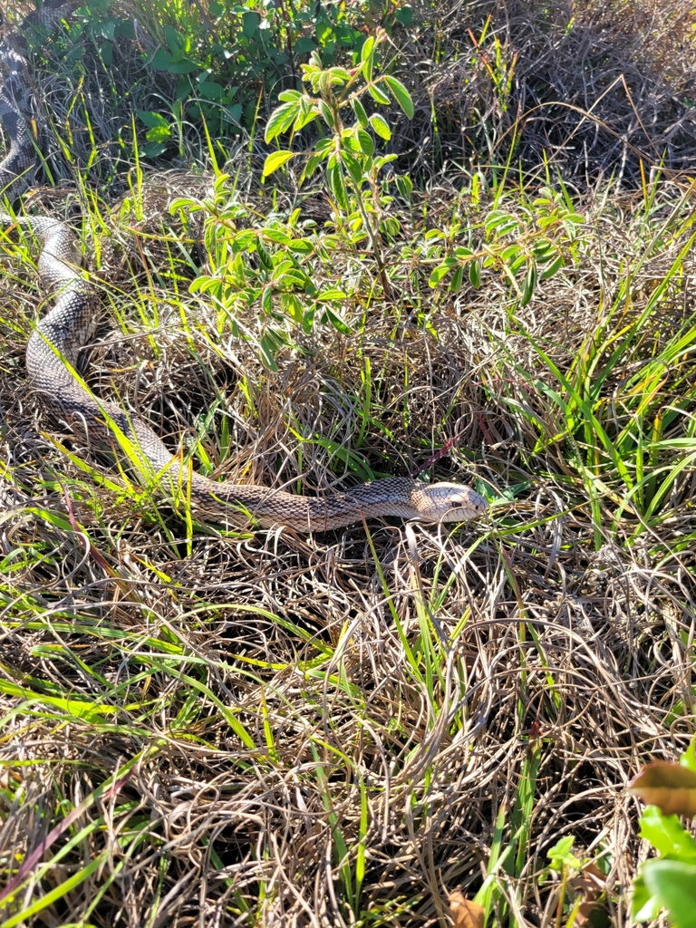 Florida Pine Snake In February 2024 By Lindseygreen INaturalist   Large 