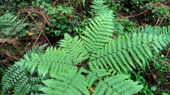Pteris wallichiana