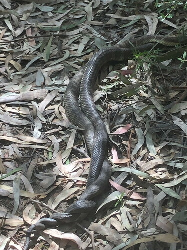 Eastern Tiger Snake sighting