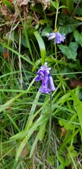 Hyacinthoides non-scripta