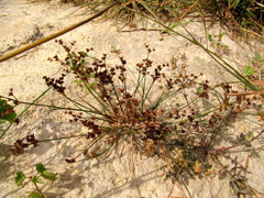 Juncus atratus