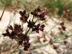 Juncus atratus
