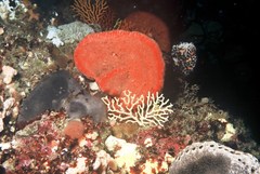 Melithaea