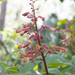 Red Buckeye - Photo (c) Alex Abair, some rights reserved (CC BY-NC), uploaded by Alex Abair