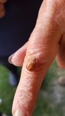 Paropsisterna m-fuscum