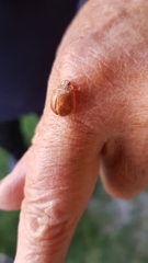 Paropsisterna m-fuscum