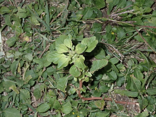 Amaranthus emarginatus, 2024-02-19