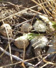 Dasymutilla sackenii