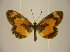 Acraea bonasia