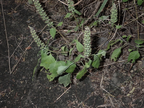 Ocimum gratissimum observed 2024-02-19