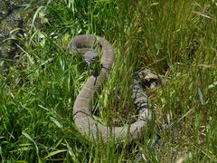 Crotalus oreganus