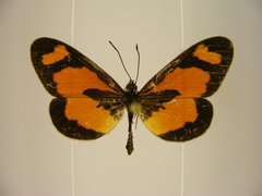 Acraea bonasia