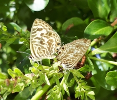 Leptotes plinius