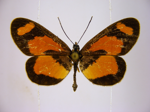 Orange-streak Acraea