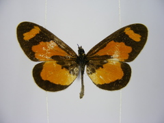 Acraea bonasia