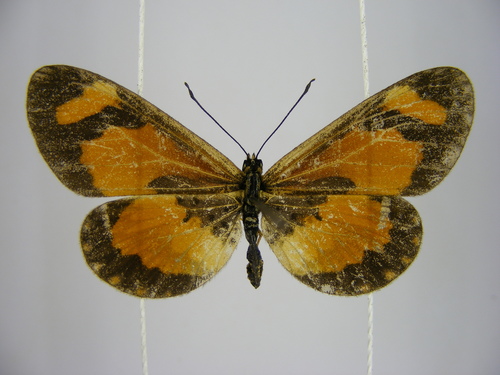 Orange-streak Acraea