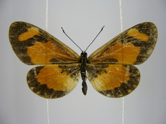 Acraea bonasia