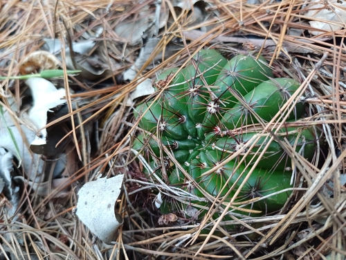 Parodia ottonis
