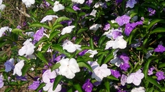 Brunfelsia uniflora