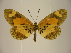 Acraea bonasia