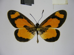 Acraea bonasia