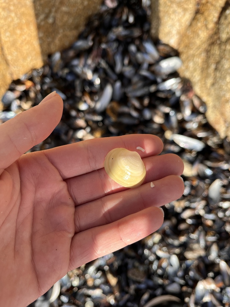 La Perouse kellyclam