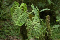 Philodendron verrucosum image