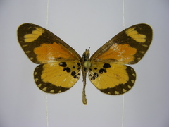 Acraea bonasia