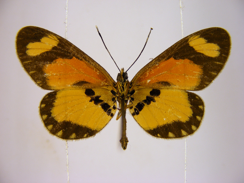 Orange-streak Acraea