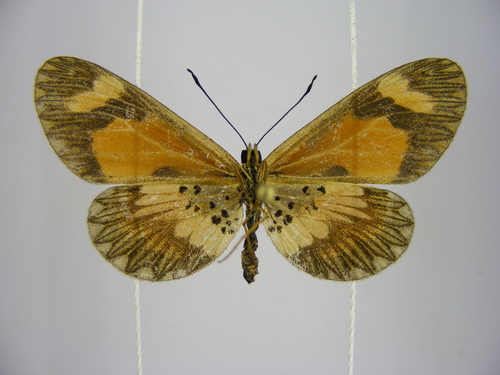 Orange-streak Acraea