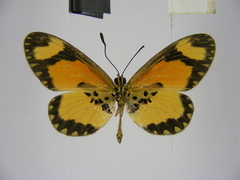 Acraea bonasia