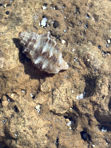 Semiricinula turbinoides, 2024-02-19